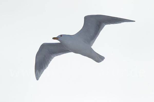 Eismöwe (Larus hyperboreus)