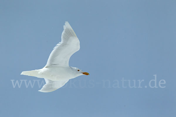 Eismöwe (Larus hyperboreus)