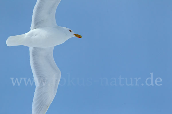 Eismöwe (Larus hyperboreus)