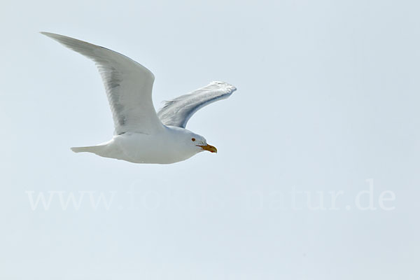 Eismöwe (Larus hyperboreus)