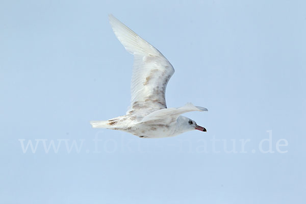 Eismöwe (Larus hyperboreus)