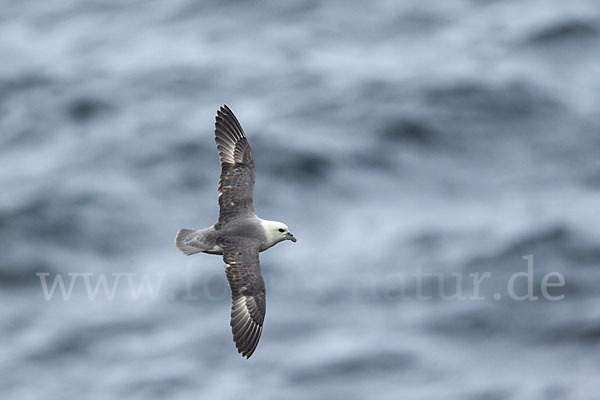 Eissturmvogel (Fulmarus glacialis)