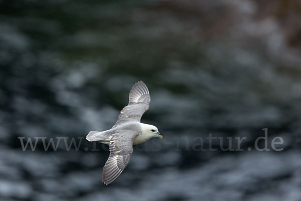 Eissturmvogel (Fulmarus glacialis)