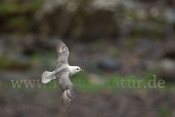 Eissturmvogel (Fulmarus glacialis)