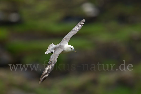 Eissturmvogel (Fulmarus glacialis)