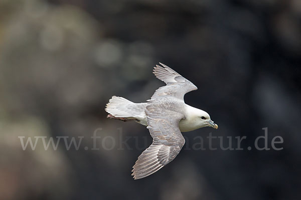 Eissturmvogel (Fulmarus glacialis)