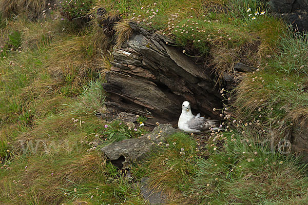 Eissturmvogel (Fulmarus glacialis)