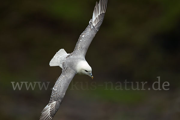 Eissturmvogel (Fulmarus glacialis)