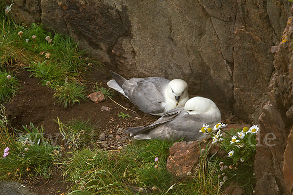 Eissturmvogel (Fulmarus glacialis)