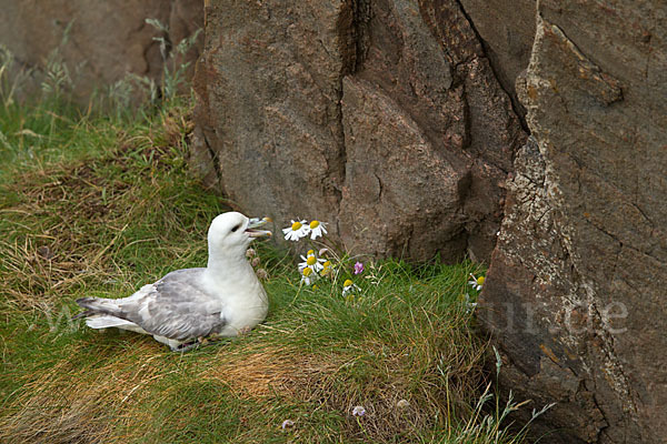 Eissturmvogel (Fulmarus glacialis)