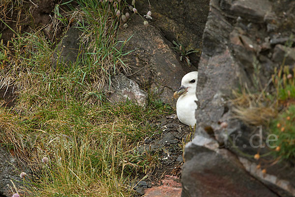 Eissturmvogel (Fulmarus glacialis)