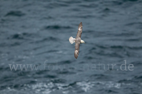 Eissturmvogel (Fulmarus glacialis)