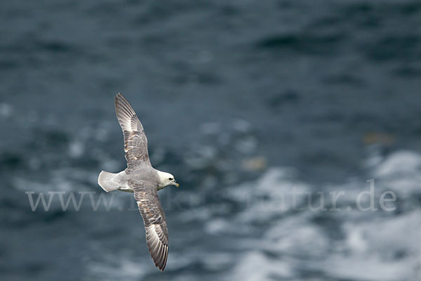 Eissturmvogel (Fulmarus glacialis)