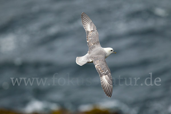 Eissturmvogel (Fulmarus glacialis)