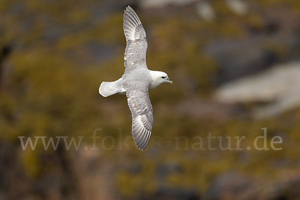 Eissturmvogel (Fulmarus glacialis)