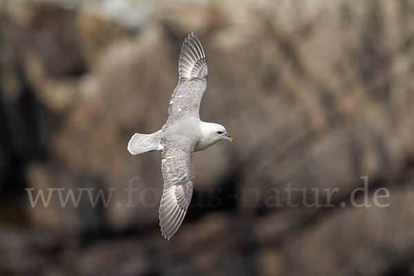 Eissturmvogel (Fulmarus glacialis)