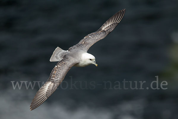 Eissturmvogel (Fulmarus glacialis)