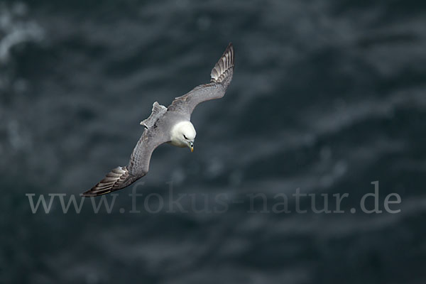 Eissturmvogel (Fulmarus glacialis)