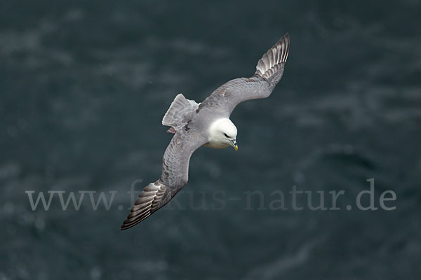 Eissturmvogel (Fulmarus glacialis)