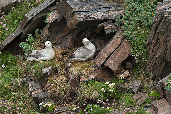 Eissturmvogel (Fulmarus glacialis)