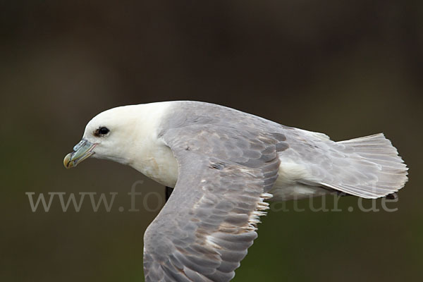 Eissturmvogel (Fulmarus glacialis)