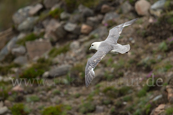 Eissturmvogel (Fulmarus glacialis)