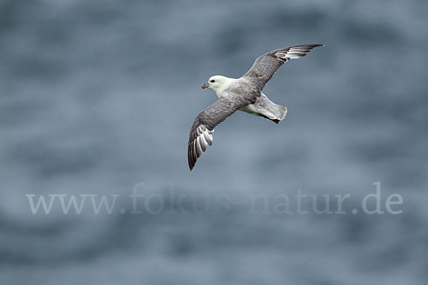 Eissturmvogel (Fulmarus glacialis)