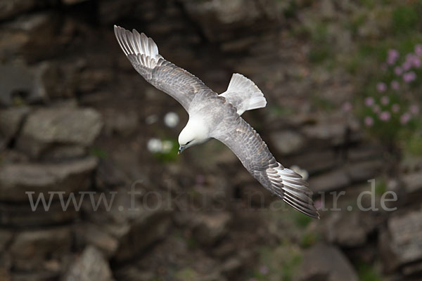 Eissturmvogel (Fulmarus glacialis)