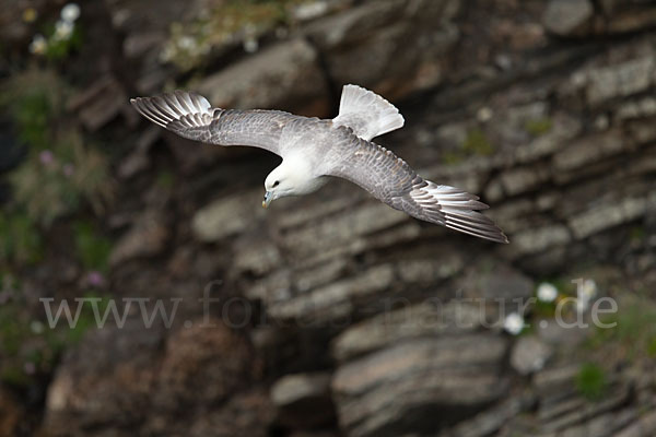 Eissturmvogel (Fulmarus glacialis)