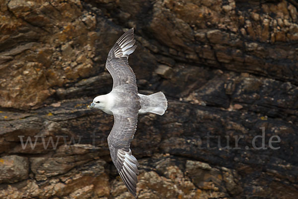 Eissturmvogel (Fulmarus glacialis)