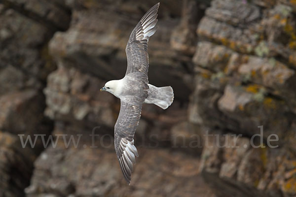 Eissturmvogel (Fulmarus glacialis)