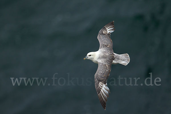 Eissturmvogel (Fulmarus glacialis)