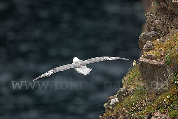 Eissturmvogel (Fulmarus glacialis)