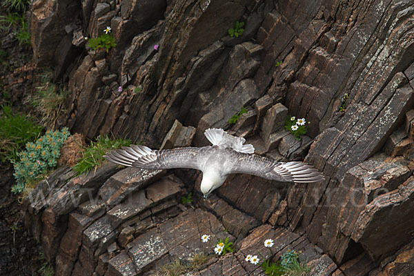 Eissturmvogel (Fulmarus glacialis)