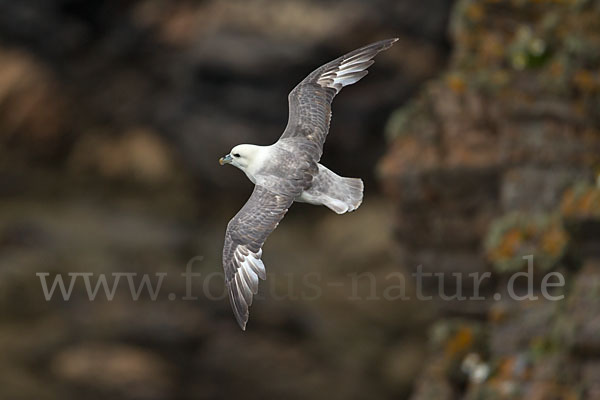 Eissturmvogel (Fulmarus glacialis)