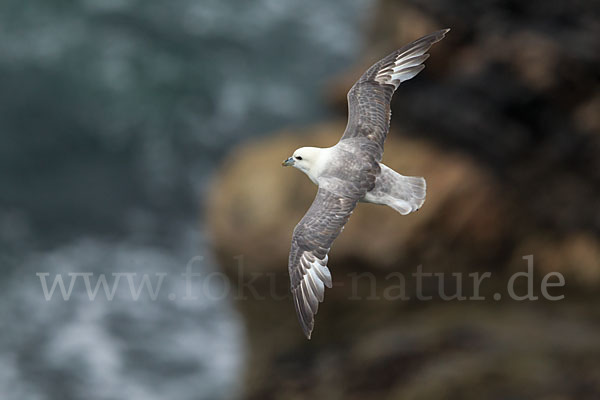 Eissturmvogel (Fulmarus glacialis)