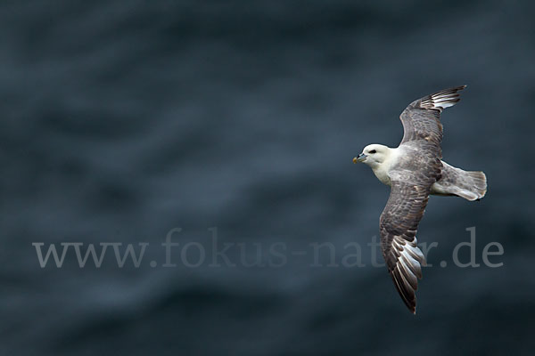 Eissturmvogel (Fulmarus glacialis)