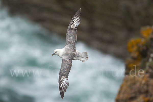 Eissturmvogel (Fulmarus glacialis)