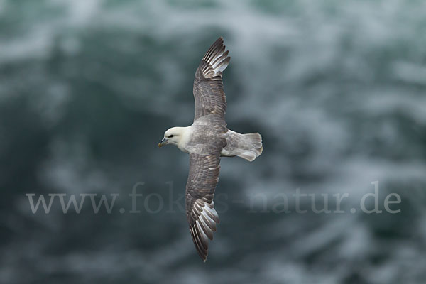 Eissturmvogel (Fulmarus glacialis)