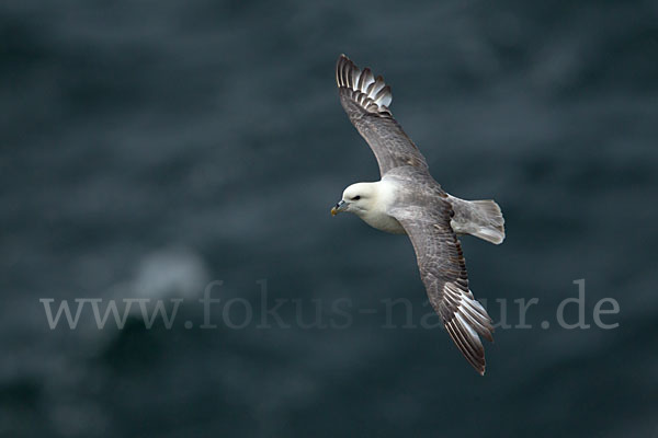 Eissturmvogel (Fulmarus glacialis)