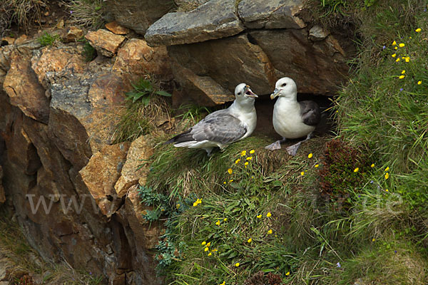 Eissturmvogel (Fulmarus glacialis)