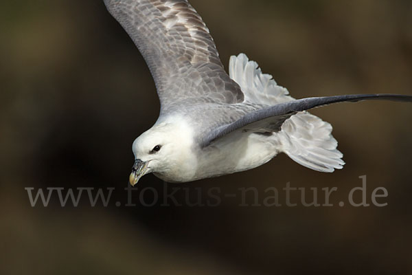 Eissturmvogel (Fulmarus glacialis)