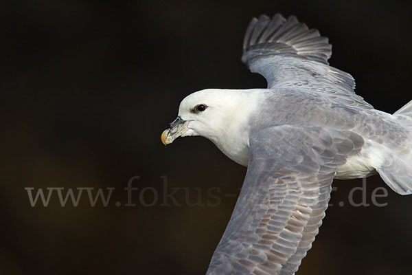 Eissturmvogel (Fulmarus glacialis)