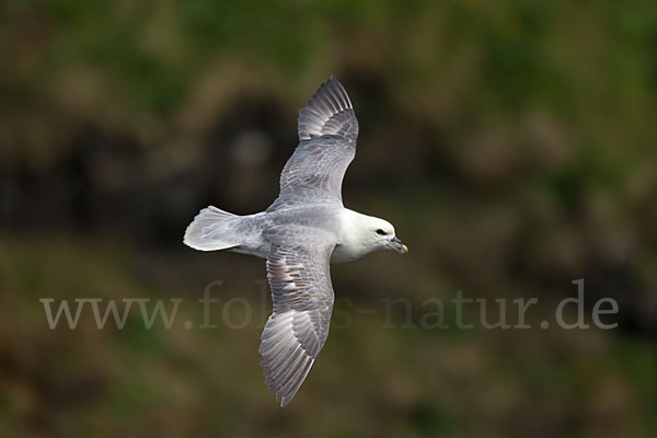 Eissturmvogel (Fulmarus glacialis)