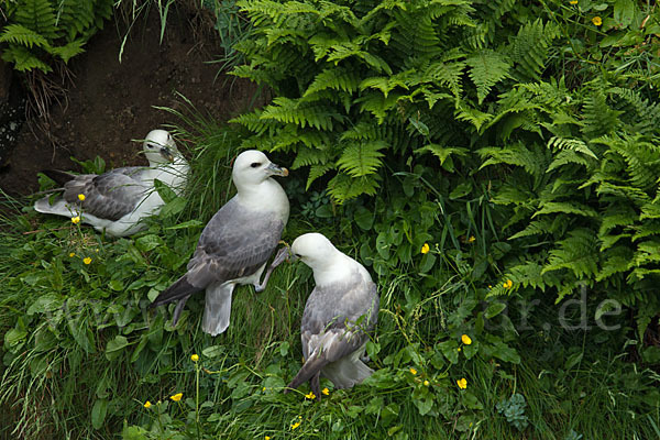 Eissturmvogel (Fulmarus glacialis)