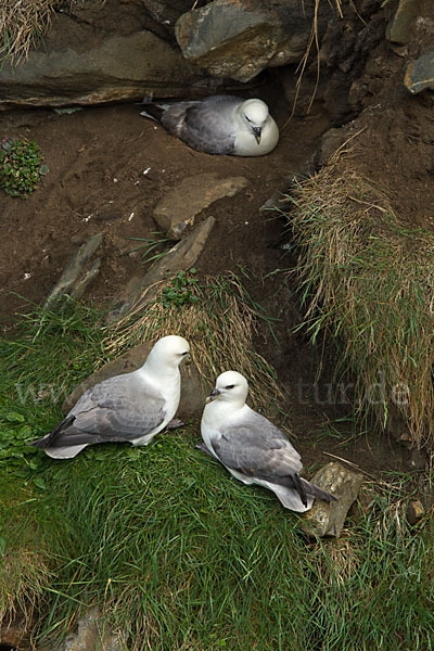 Eissturmvogel (Fulmarus glacialis)