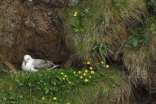 Eissturmvogel (Fulmarus glacialis)