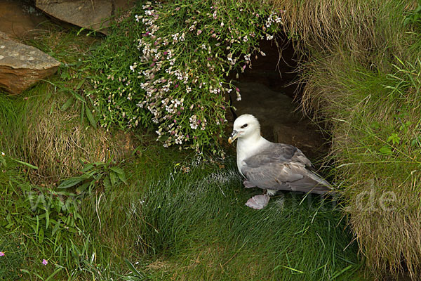 Eissturmvogel (Fulmarus glacialis)