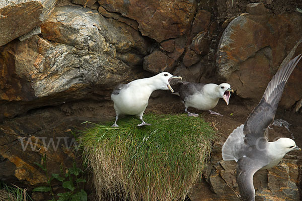 Eissturmvogel (Fulmarus glacialis)