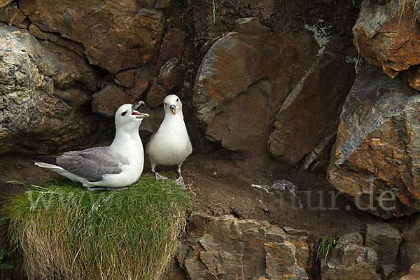 Eissturmvogel (Fulmarus glacialis)